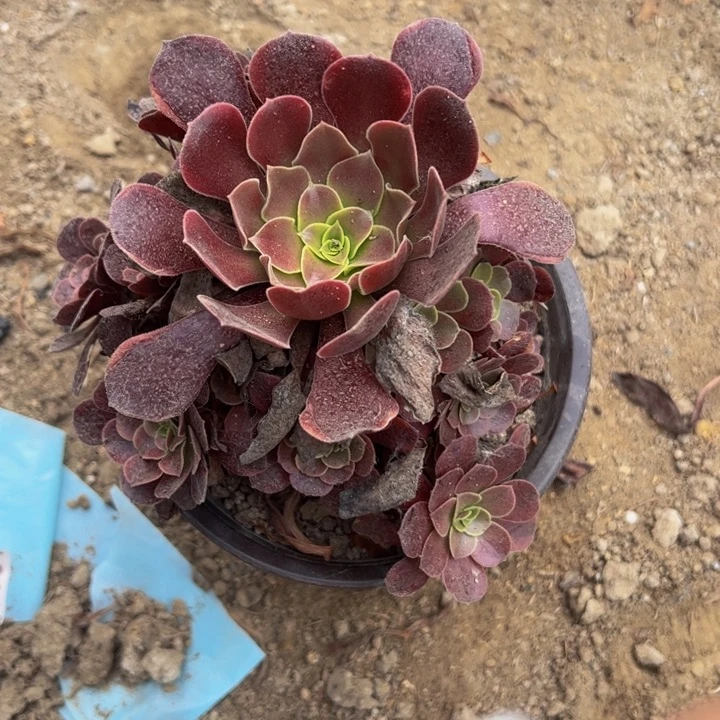 500多肉植物盆栽
