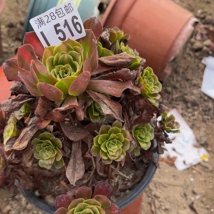 516多肉植物盆栽