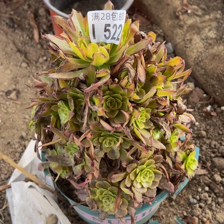522多肉植物盆栽