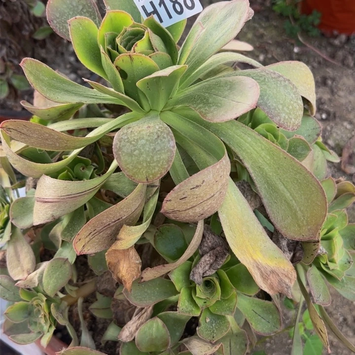 188多肉植物盆栽