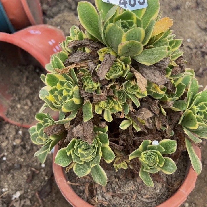 485多肉植物盆栽