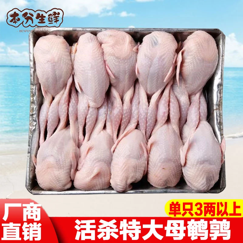 鹌鹑肉新鲜冷冻白条活杀母鹌鹑3两以上商用批发烧烤煲汤