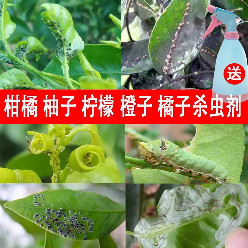 柑橘桔子橙子柚子柠檬树杀虫剂蚜虫介蚧壳虫腻果树盆栽专用杀虫药
