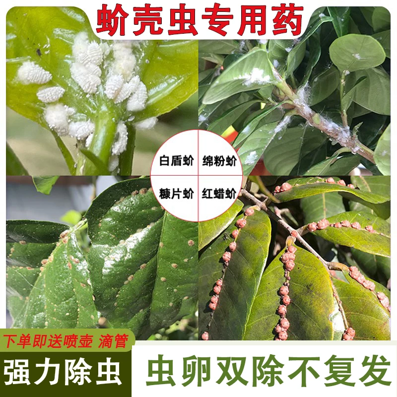 龟背竹杀虫剂介壳虫蚧壳虫蚜虫多肉仙人掌幸福树果柑橘树除虫药