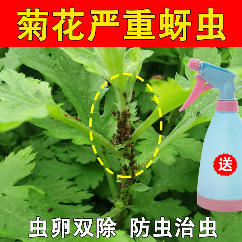 菊花杀虫剂药防治蚜虫腻虫白粉虱菊叶螨黑斑枯萎白粉锈病专用肥料