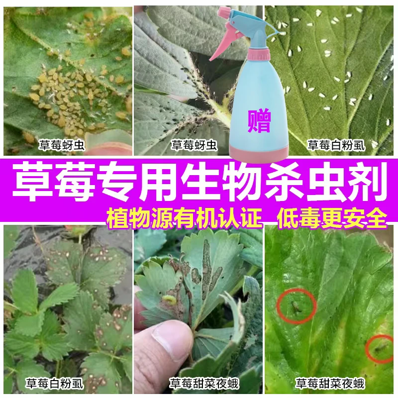 草莓杀虫剂无公害家用杀灭除蚜虫腻虫红蜘蛛粉虱小飞蛾白粉虱专用