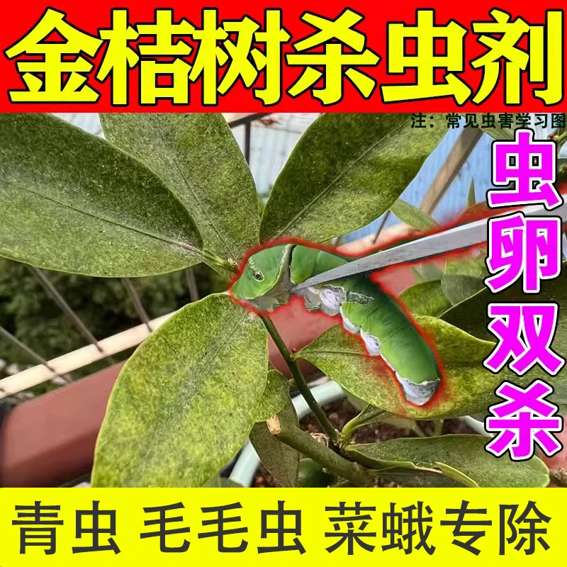 金桔树杀虫剂蚜虫腻虫蜜虫介蚧壳蚜虫潜叶蛾甲锈壁虱白粉虱专用药