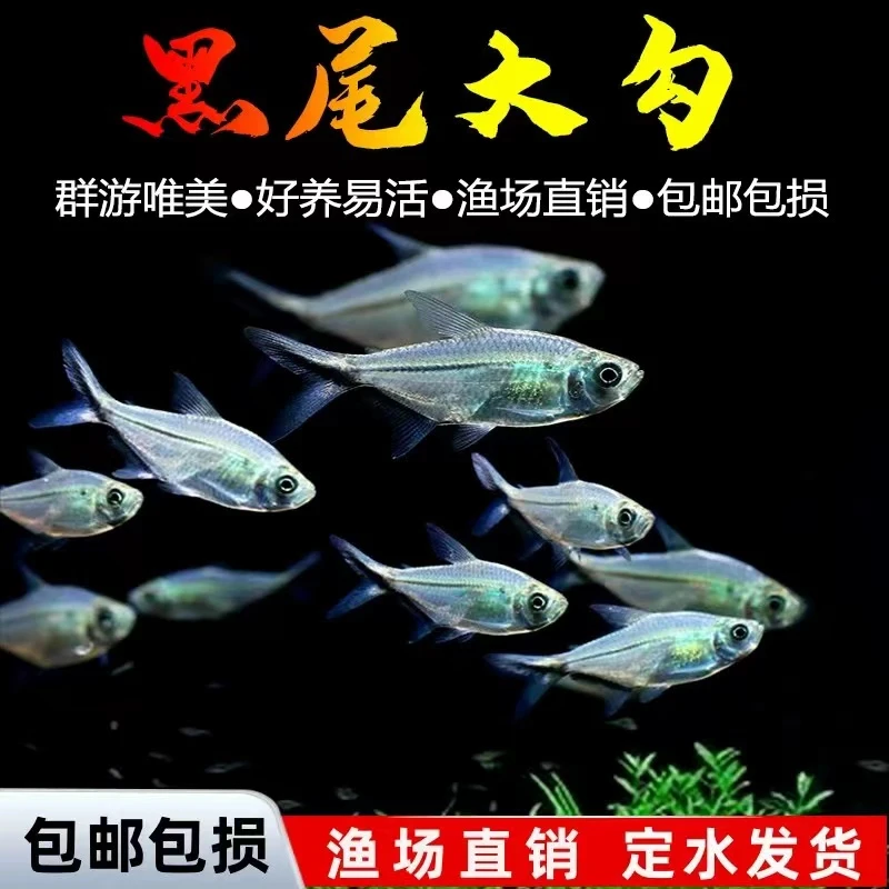 渔场直发黑尾大勾草缸小型热带鱼观赏鱼灯科鱼混养群游观赏鱼