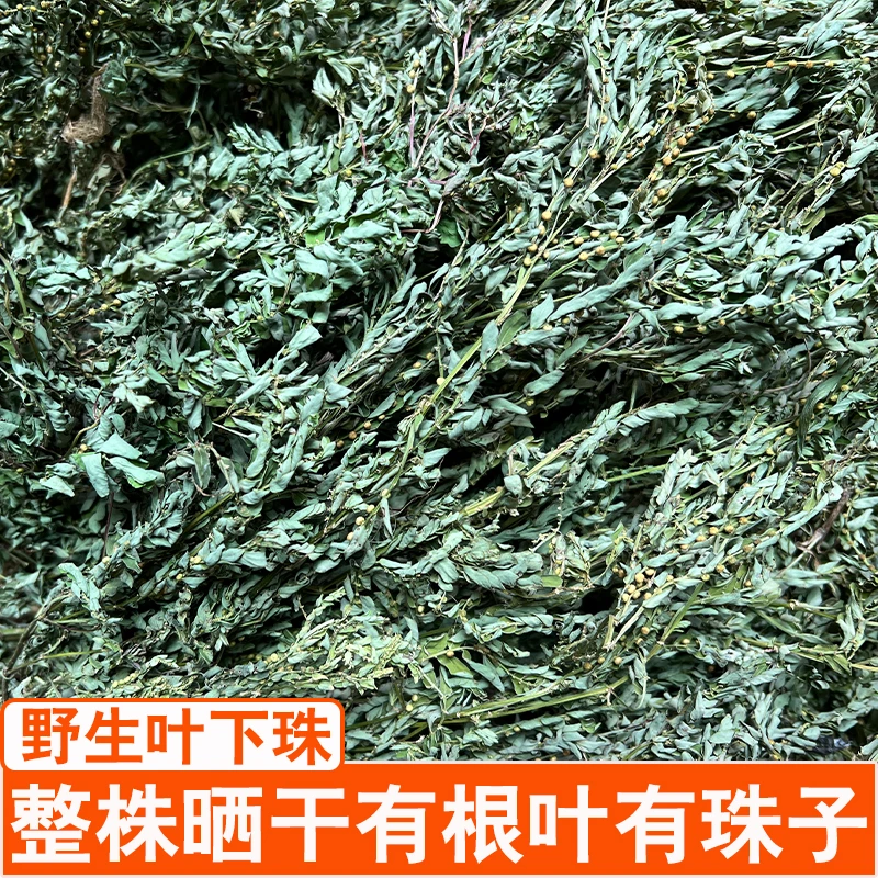 日晒叶下珠珍珠草龙珠草鱼鳞草夜合草天然草药茶250g切断500g整株