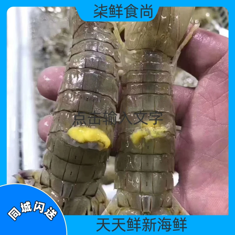 （推荐）鲜活全母皮皮虾（1-5斤多规格可选）大虾