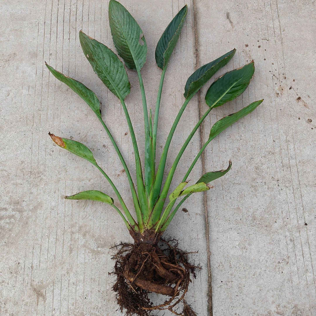 「七里花乡天鹤望兰5年生大苗」 阳台盆栽四季室内外客厅绿植花卉