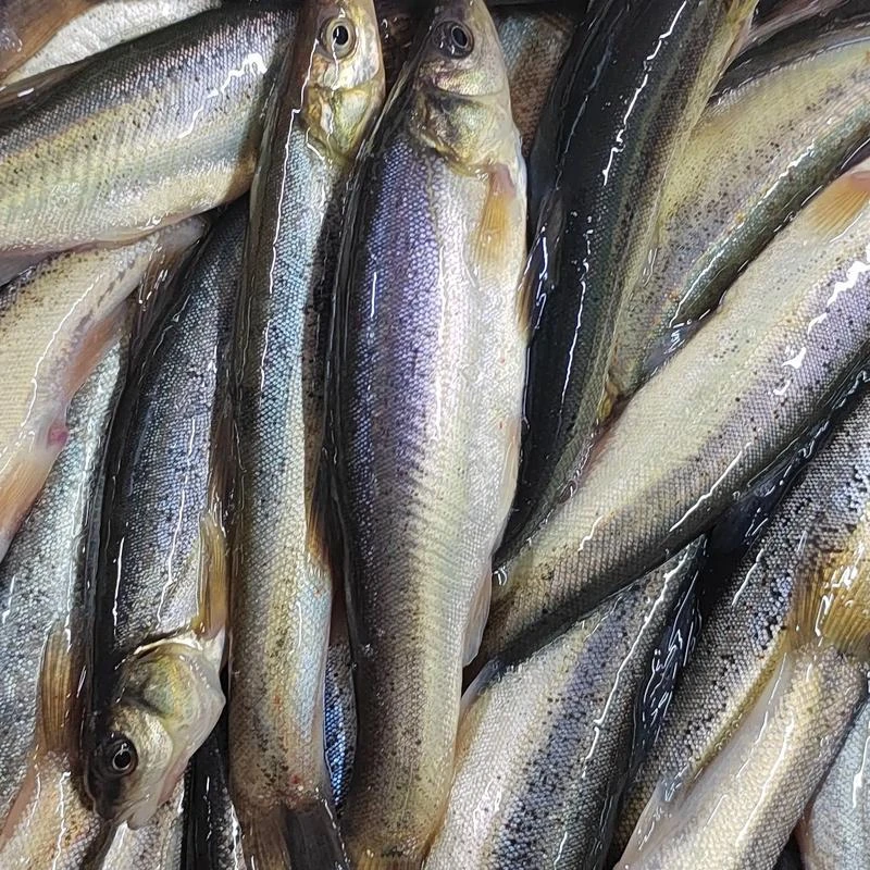 冷水东北大柳根鱼6斤嘎嘎香