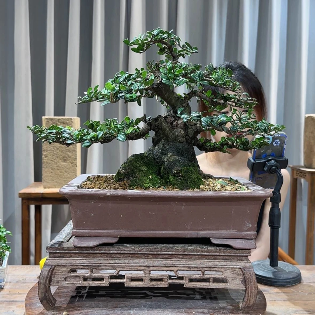 【闪购商品】红陶20CM（含）-50CM（不含）旅*者