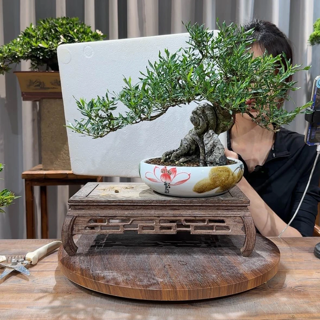 【闪购商品】红陶20CM（含）-50CM（不含）?****4