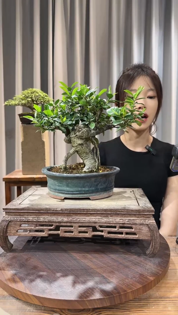 【闪购商品】红陶1