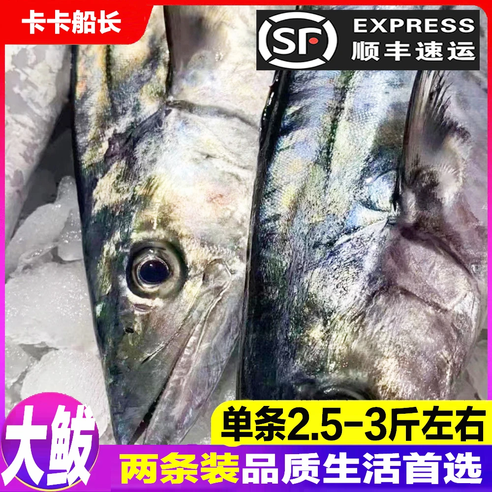 【大鲅鱼】鲅鱼燕鲅蓝点马鲛、2条共5斤、新鲜日照原产