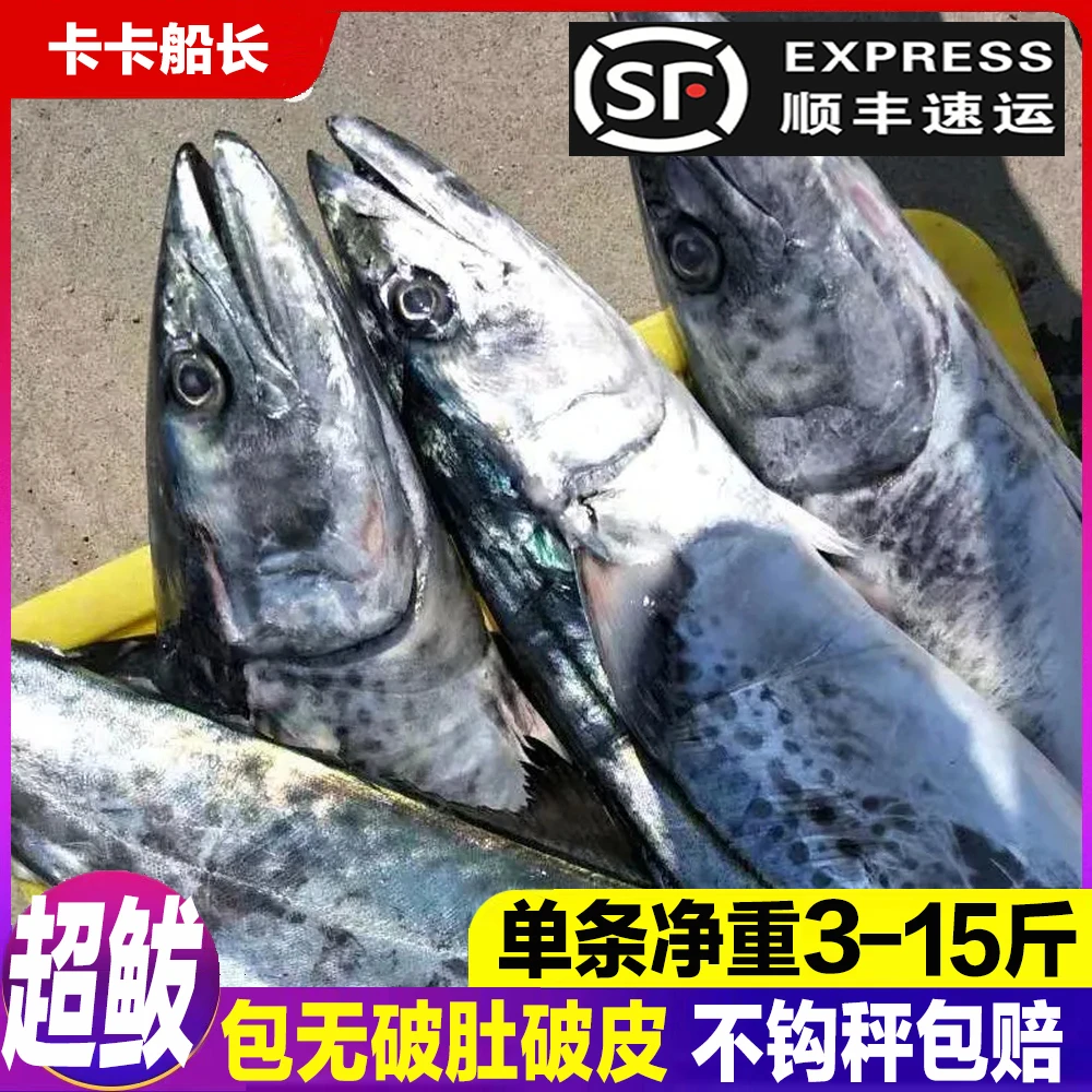 【超鲅鱼】鲅鱼燕鲅蓝点马鲛、单条3-15斤、包新鲜无破肚