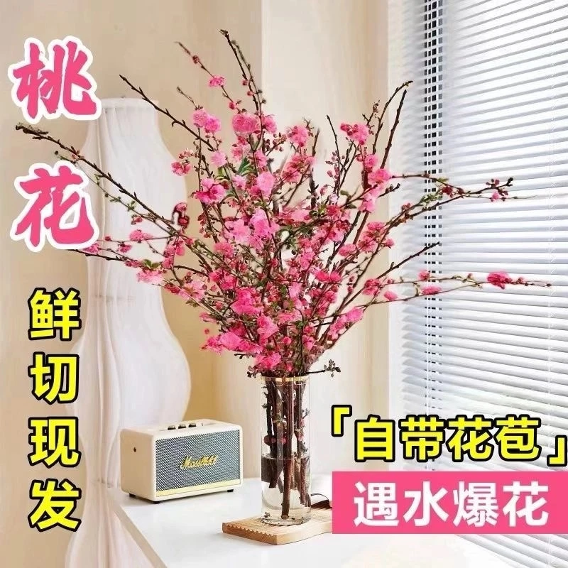带花水培桃花枝树干枝珍珠李新鲜室内花卉盆栽鲜切水养桃木绿植物