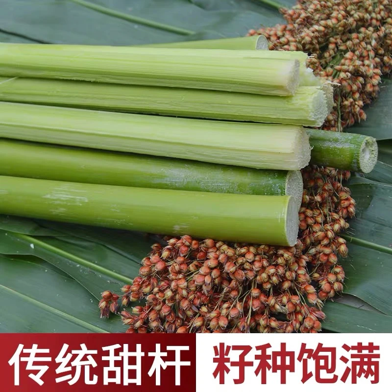 甜柑甜高粱杆北方甘蔗种籽水果种子农家小菜园播种不生虫蔬果种子