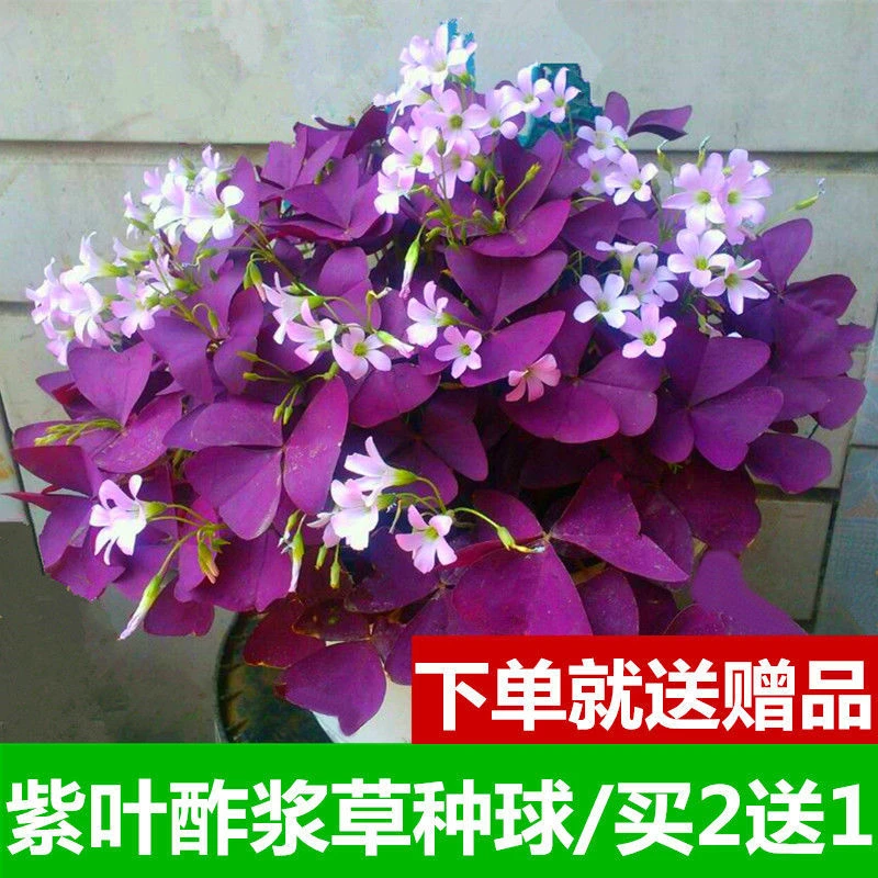 紫叶酢浆草种球紫色醡浆草种子多年生庭院花卉植物阳台盆栽易种活