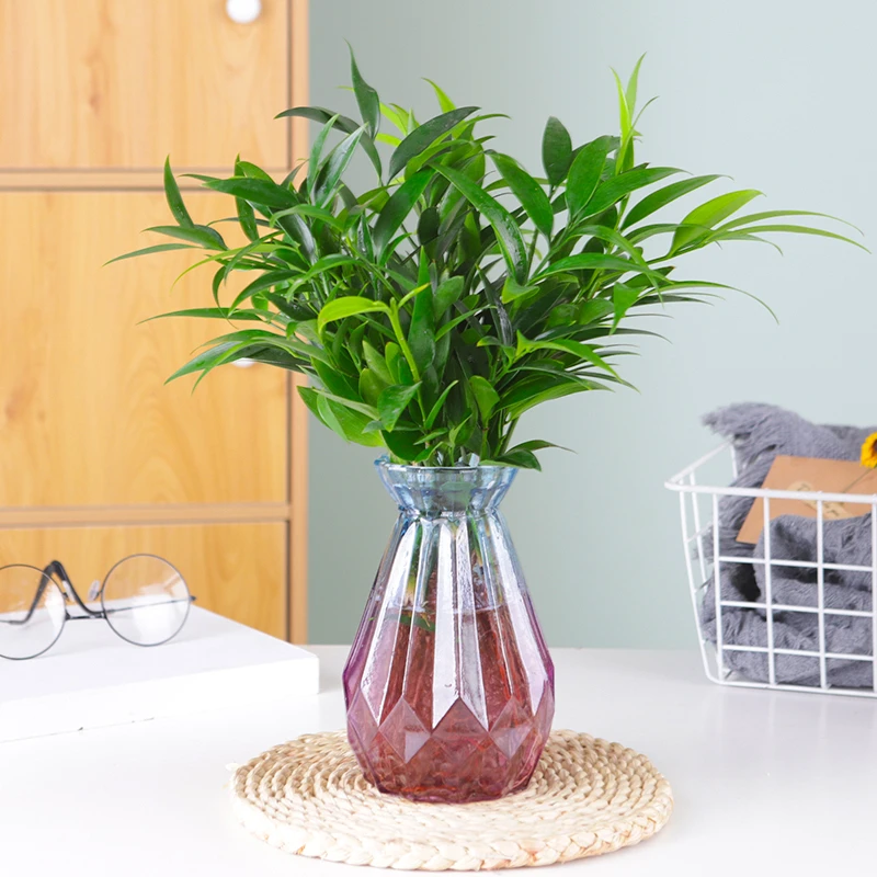 驱蚊水培植物竹柏办公室内桌面绿植富贵竹水养小盆栽花卉四季常青