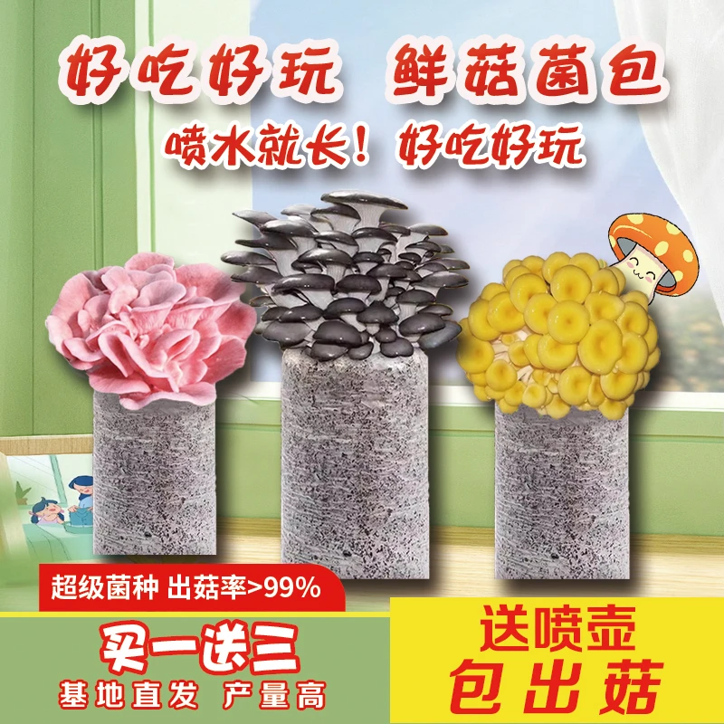 蘑菇种植包家种蘑菇黑平菇菌包新鲜菌棒盆栽食用菌香菇趣味阳台