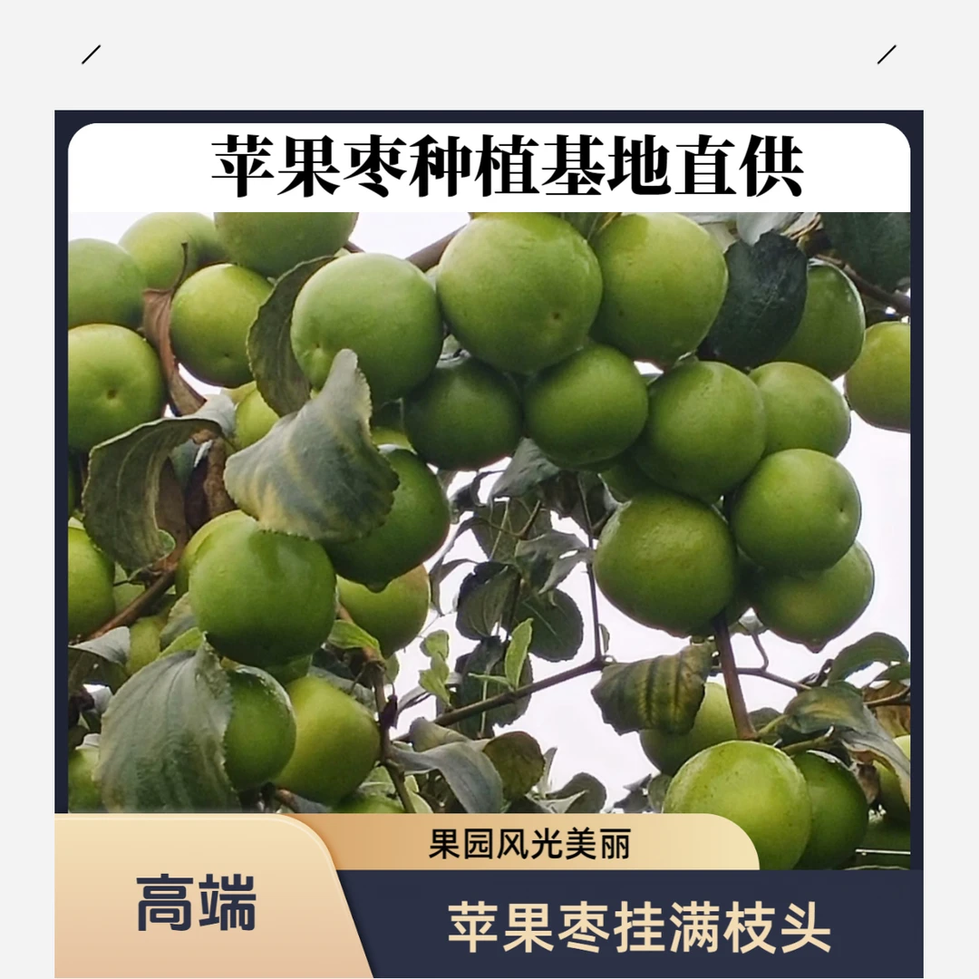 11号苹果枣 迟熟苹果枣 春雪蜜枣 需要其他品种也应有尽有