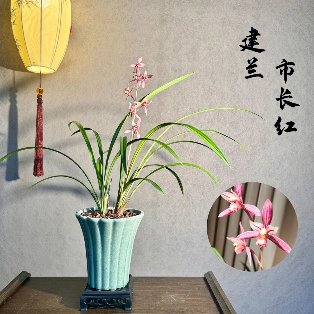 建兰市长红带花苞3苗1花带盆底座花艺双全好养活室内绿植国兰精品
