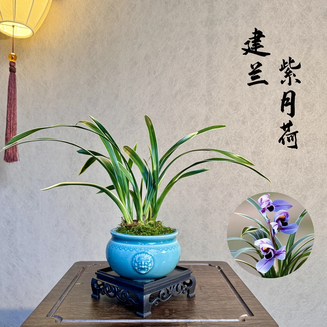 建兰四季兰紫月荷3苗不带花浓香型带盆栽好好养易活室内绿植