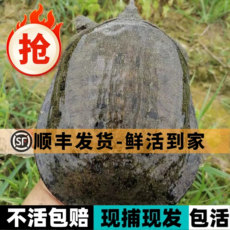 鲜活大甲鱼6-7斤共3只王八中华鳖水团鱼BM