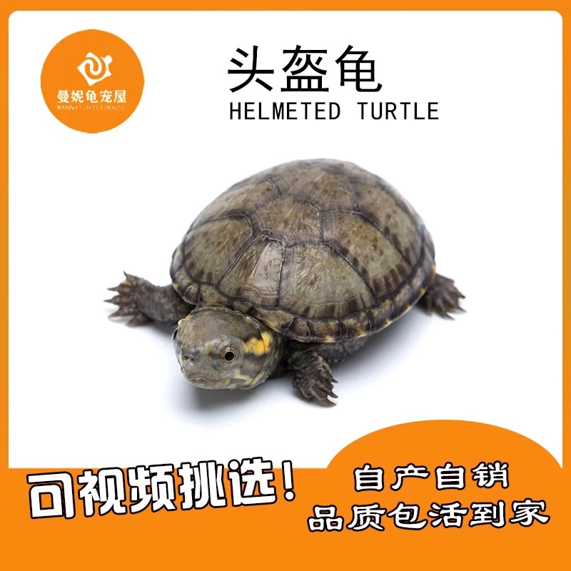 直播链接全品头盔错甲头盔草龟