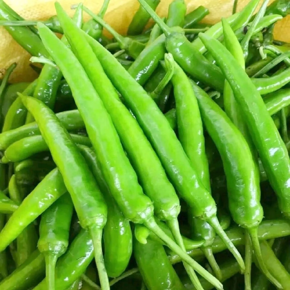 江苏东台新鲜杭椒