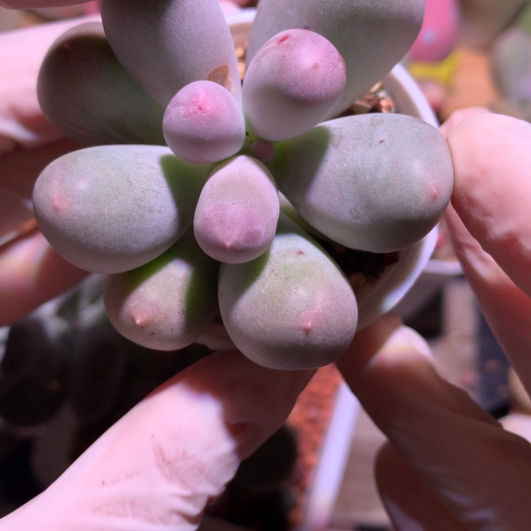 米可奶酪多肉，米可奶