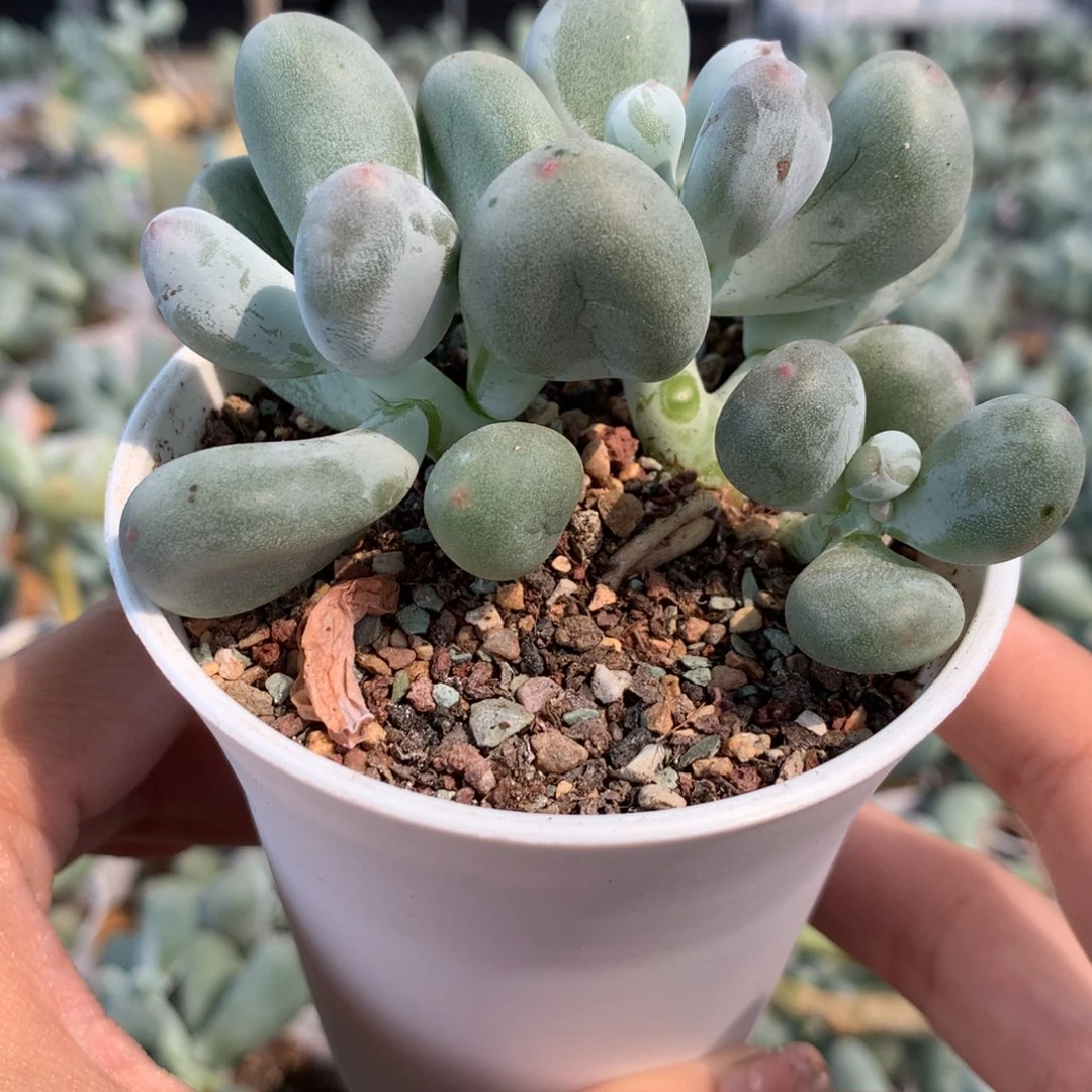 韩国正版奶酪多肉，米可