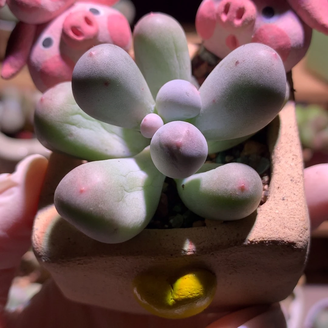 米可奶酪多肉，米可奶。