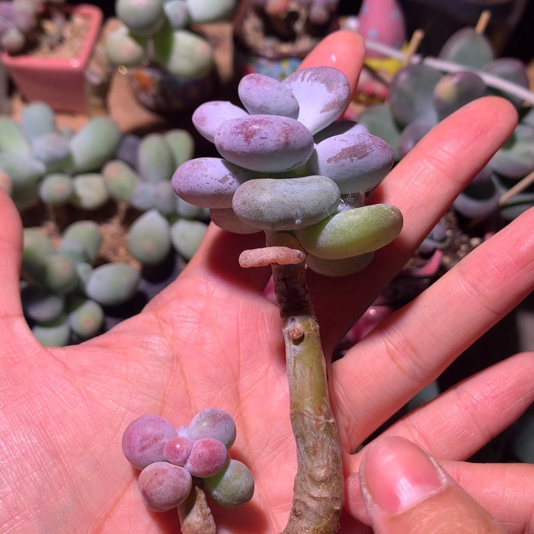 【闪购商品】韩国奶酪多肉油煎奶酪