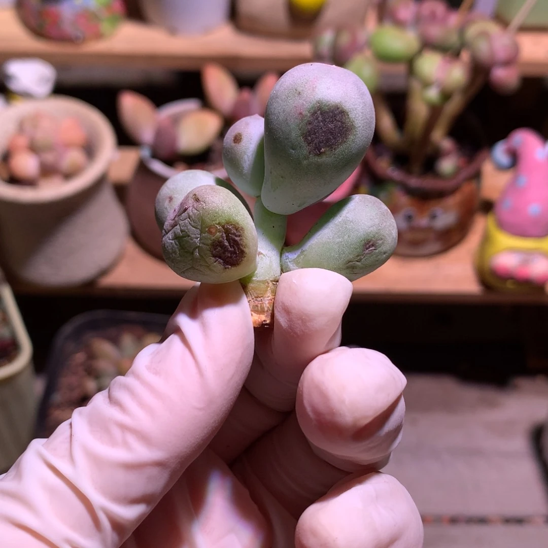 米可奶酪多肉米可奶。