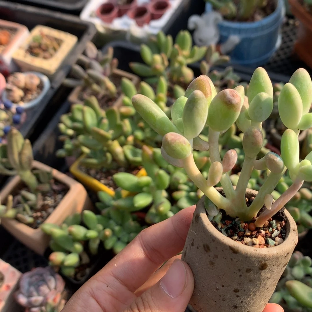 神****在芒果奶，小树芒果奶多肉￼