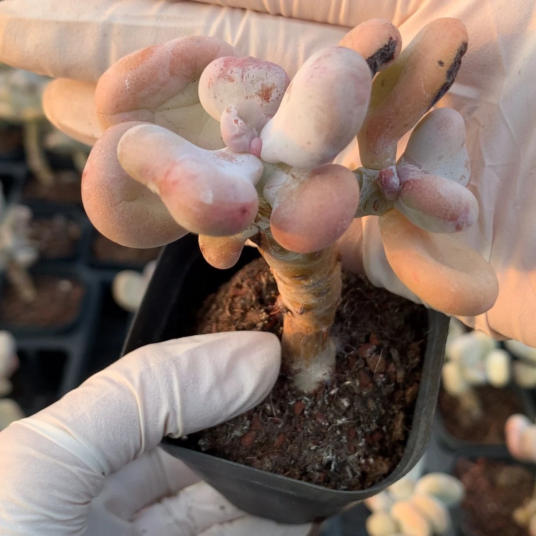 【闪购商品】油煎奶酪多肉韩国油煎