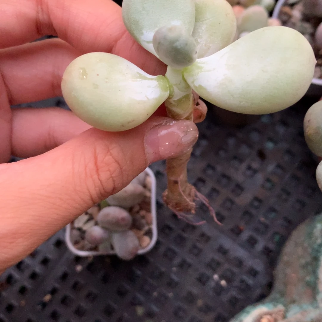 韩国保正版 奶酪多肉大叶奶