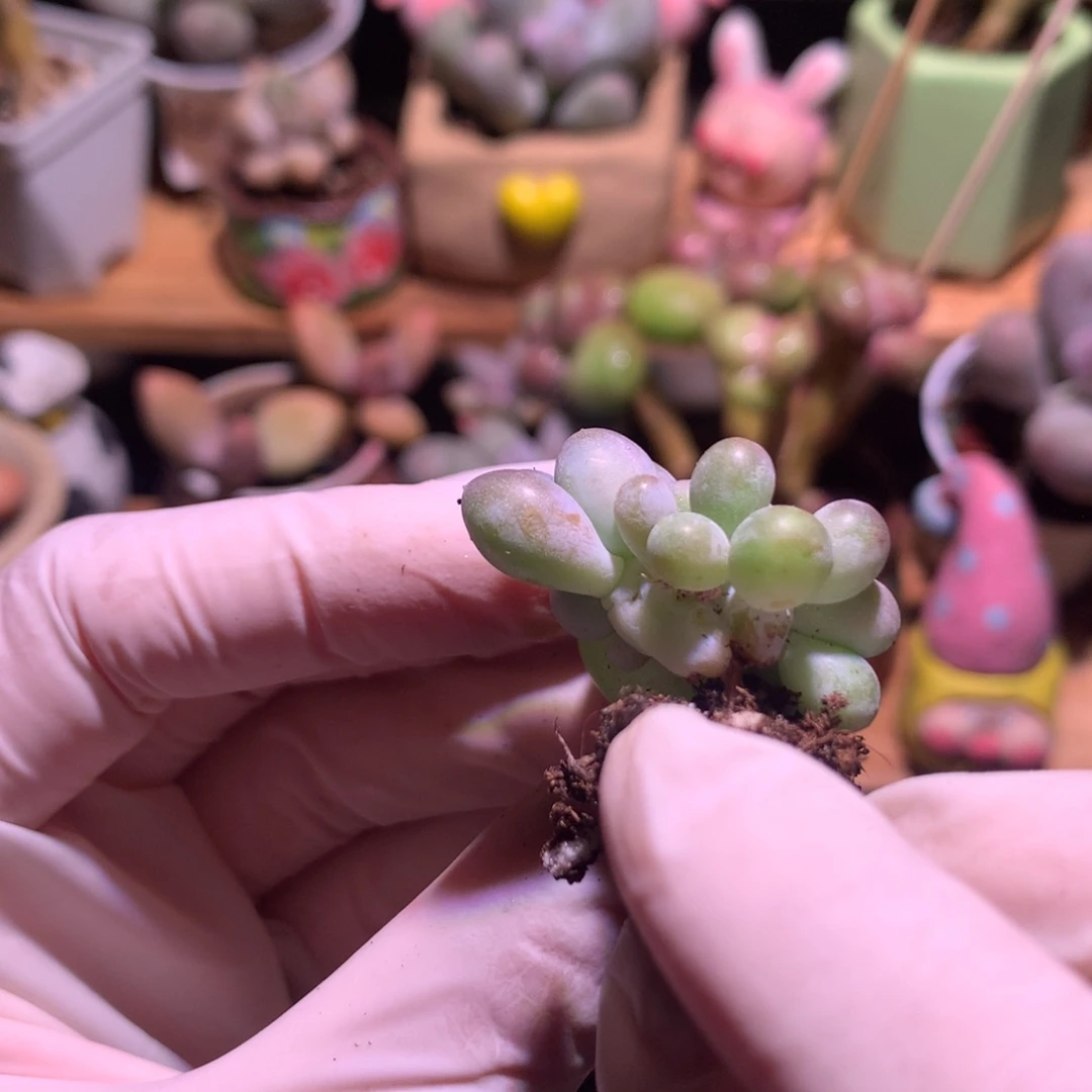 汤圆奶酪多肉，板子缀化