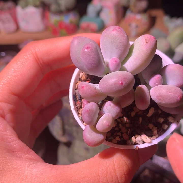 【闪购商品】奶酪多肉 ，奶酪多rou