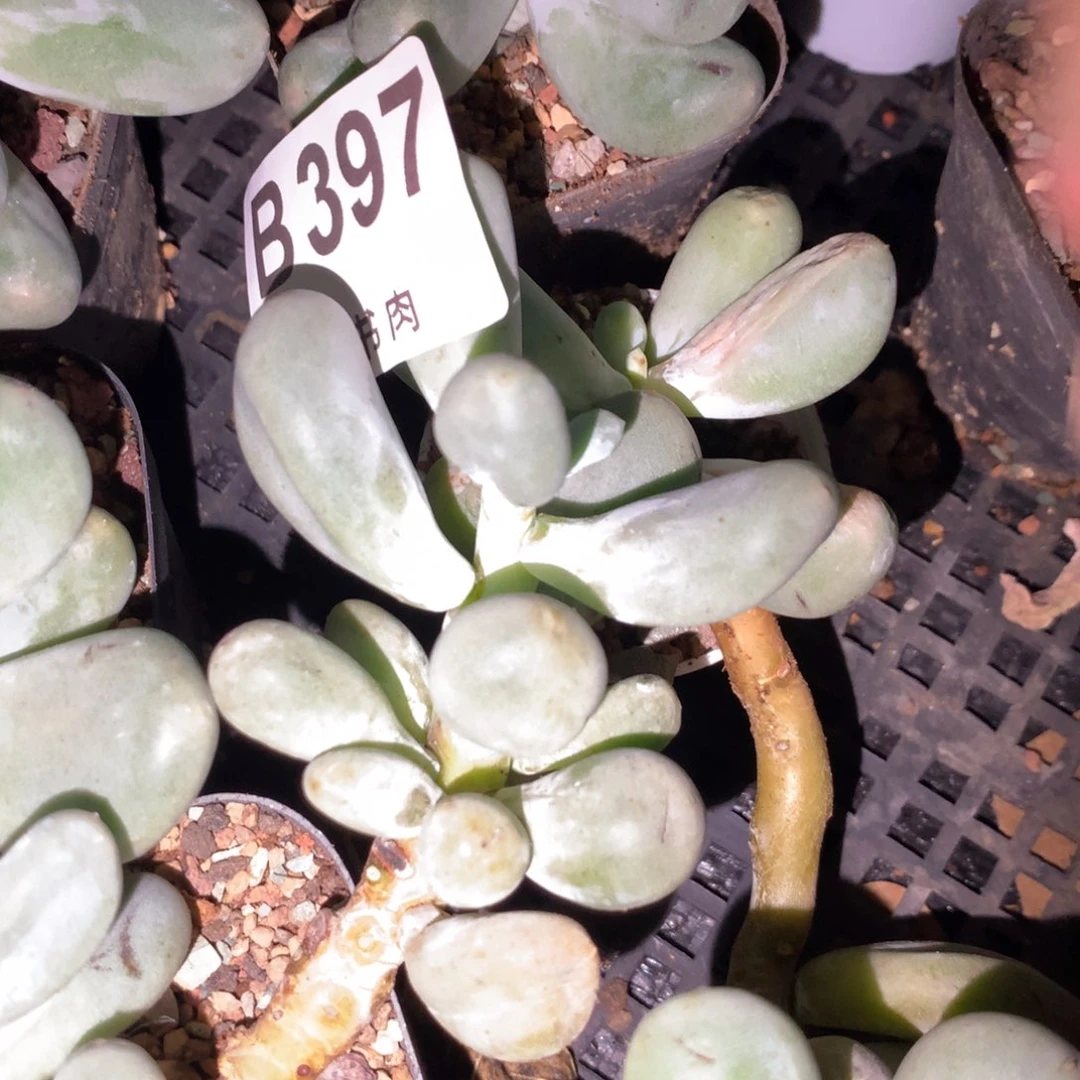 397 韩国正版奶酪多肉，米可