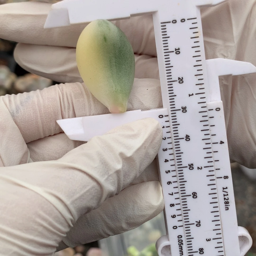 【闪购商品】蛋黄。3cm。锦。