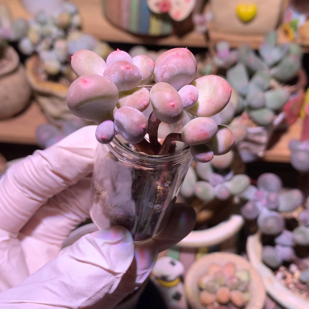 彩虹奶酪多肉群。彩虹