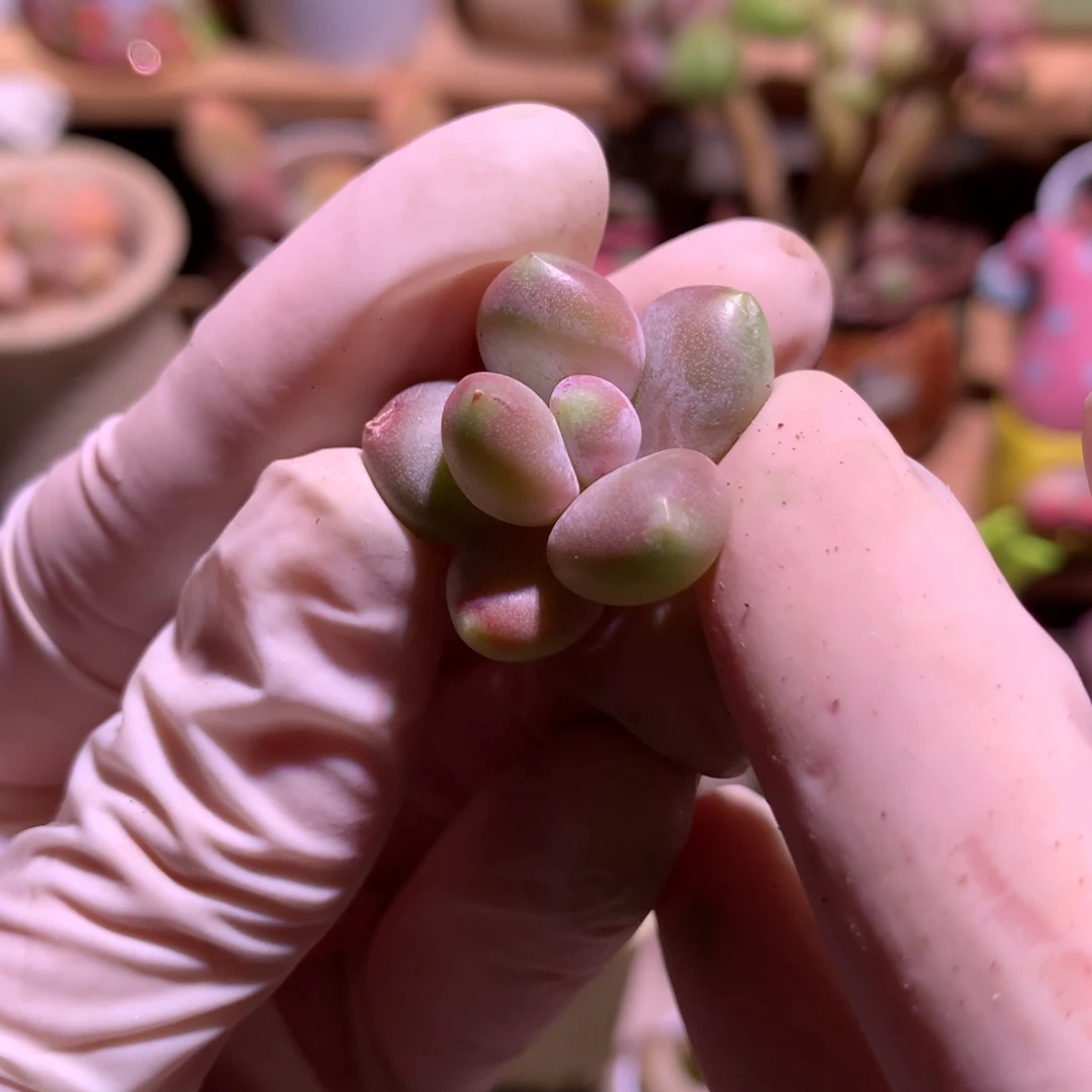 汉堡包，奶酪多肉汉堡包