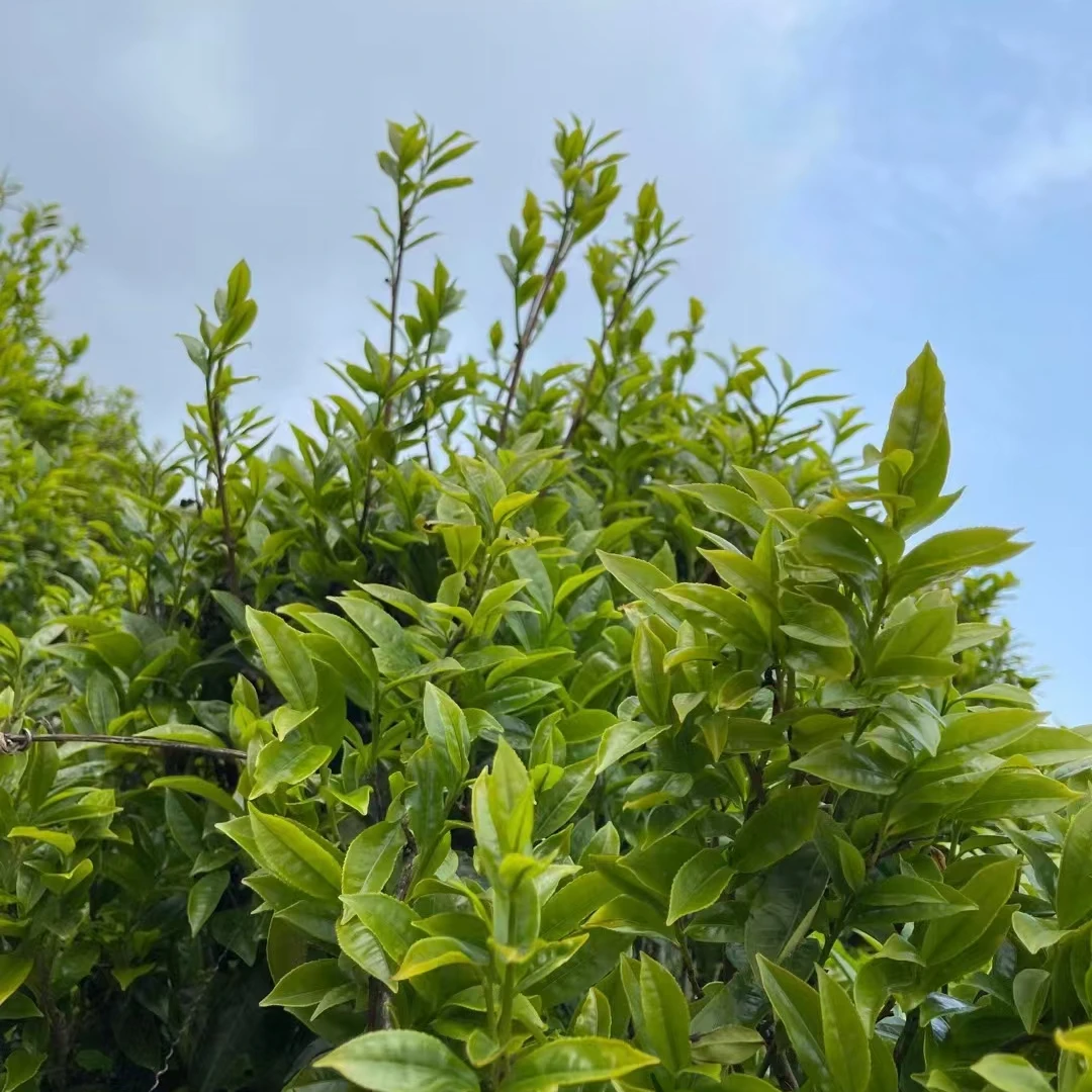 鸭屎香潮州单丛茶乌龙茶高山鸭屎香.奶香型.250g茶农凤凰单丛茶