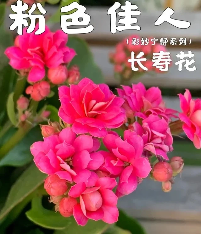 【粉色佳人】大花长寿盆栽 一代种苗 原土原盆 懒人室内花卉