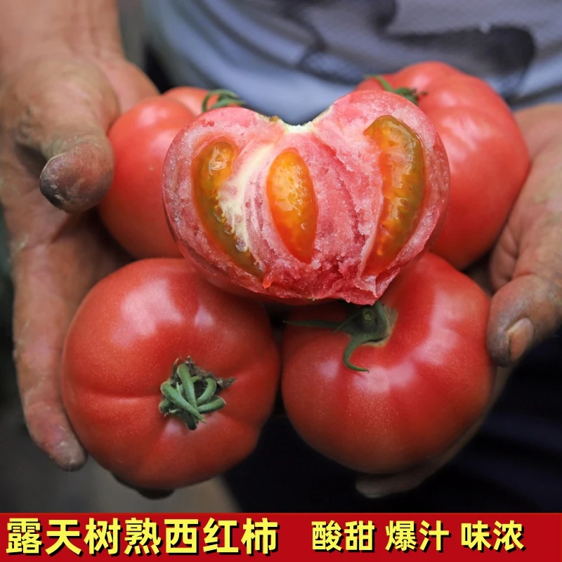 四川丑番茄新鲜露天西红柿农家树熟采摘时令蔬菜3/5斤
