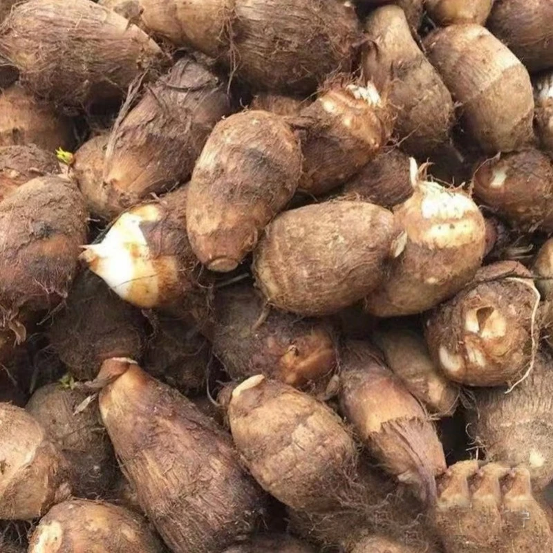 四川农家糯芋头新鲜芋子芋儿芋头毛芋白芽红芽芋艿时令蔬菜